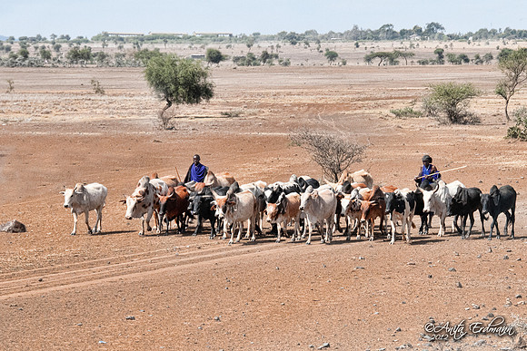 Masai herdsmen grazing their cattle near the Serengeti in Tanzania.
