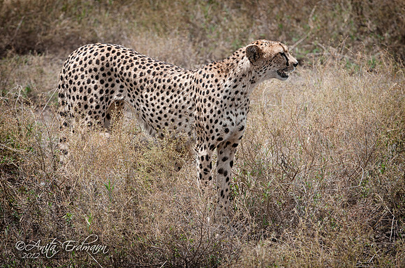 Cheetah female, Ndutu Tanzania