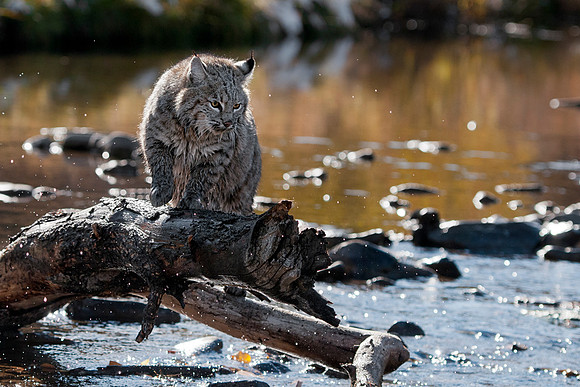 Bobcat, CA