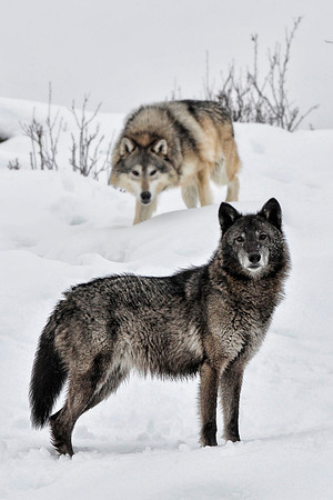 Wolf, CA