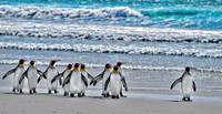 King Penguins coming home from sea, Volunteer Point, Falkland Islands