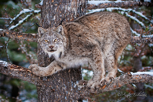 Lynx, CA