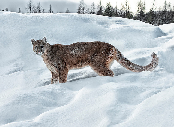 Mountain Lion, CA