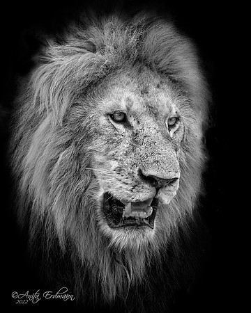 Serengeti Lion in black and white