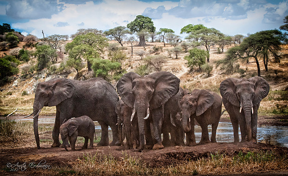 Elephants of Tarangire with baobob and acacia trees in the background