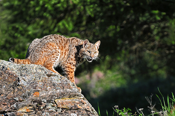 Bobcat, CA
