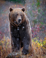 Bear - Grizzly