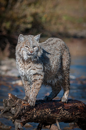Bobcat, CA