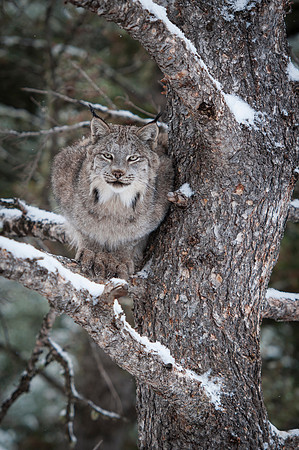 Lynx, CA