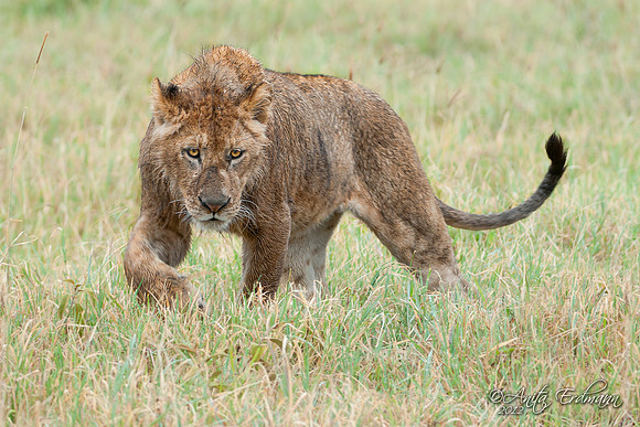 Ngorongoro Crater Lion