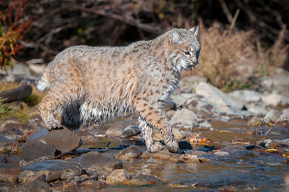 Bobcat, CA