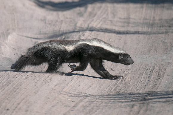 Honey Badger - Africa