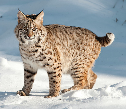 Bobcat, CA