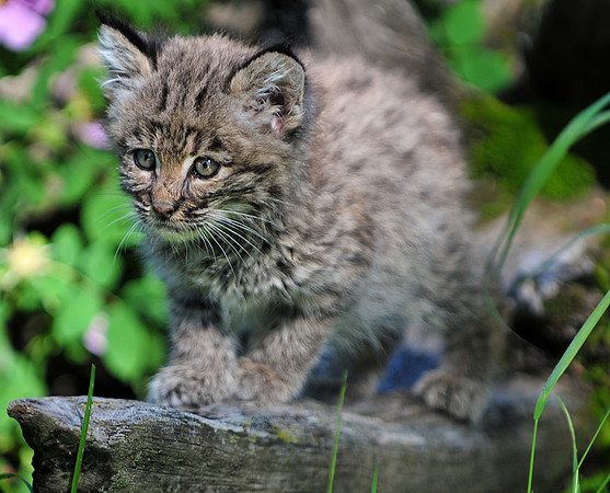 Bobcat, CA