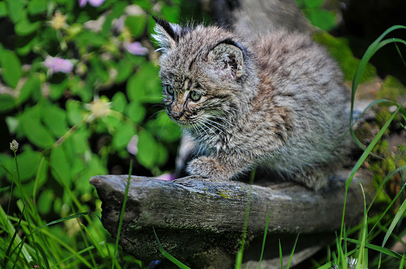 Bobcat, CA
