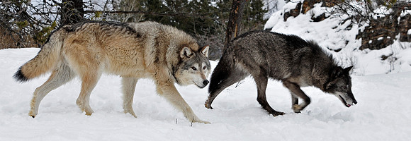 Wolf, CA