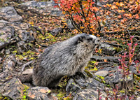 Marmot