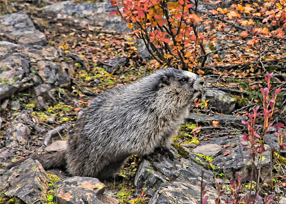 Marmot, Moraine Lake Alberta