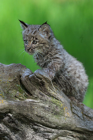 Bobcat, CA