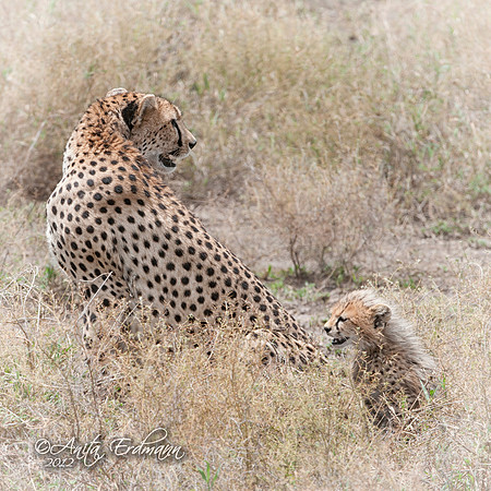 Cheetah mother with one of her four beautiful cubs.