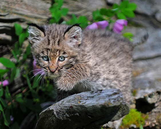 Bobcat, CA