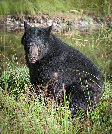 Black Bear
