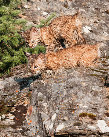Bobcat, CA