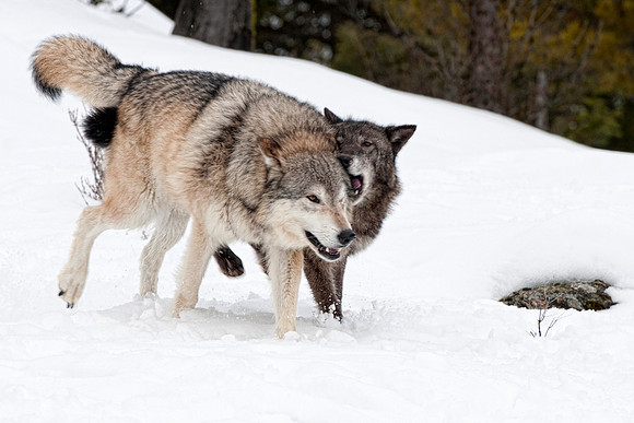 Wolf, CA