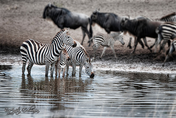 Zebra cautiously drinking at a watering hole, Serengeti Tanzania