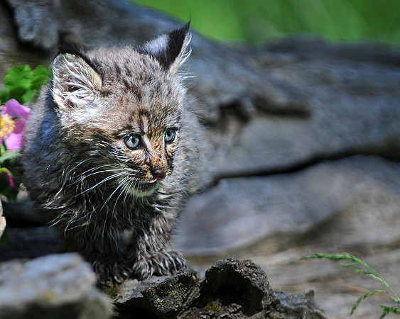 Bobcat, CA