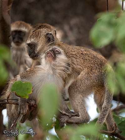 The Lunchbox Gang