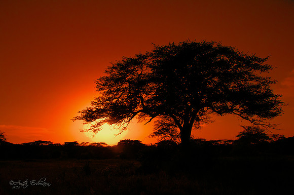 African Sunset