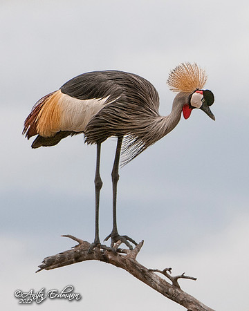Crowned Crane, Tanzania Africa