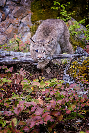 Lynx, CA