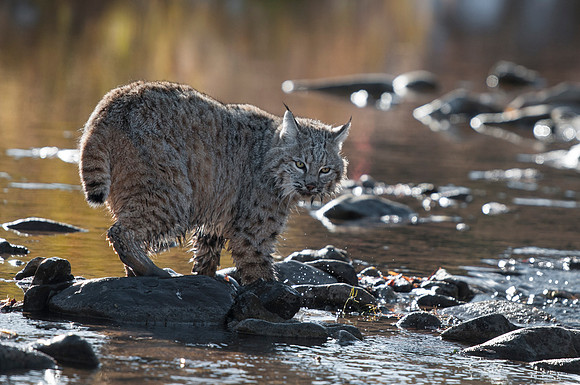 Bobcat, CA