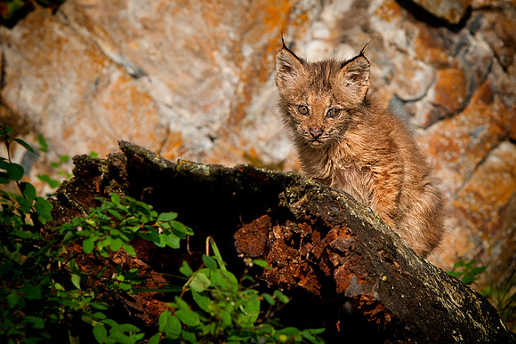 Lynx, CA