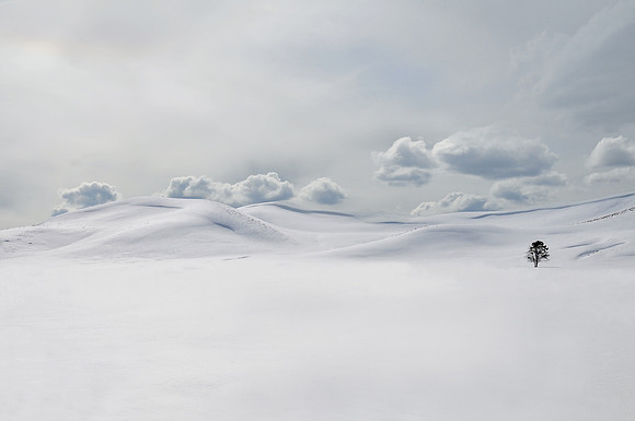 A lone tree in a vast expanse of snow during the winter of 2010 in Yellowstone National Park.