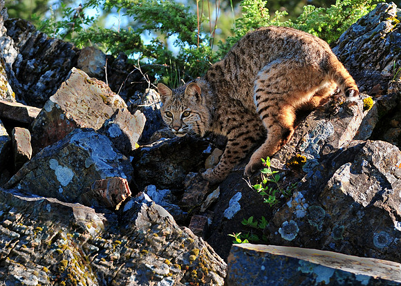 Bobcat, CA