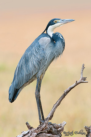 Central Serengeti