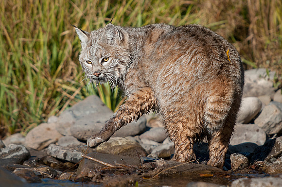 Bobcat, CA