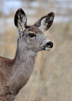 Deer