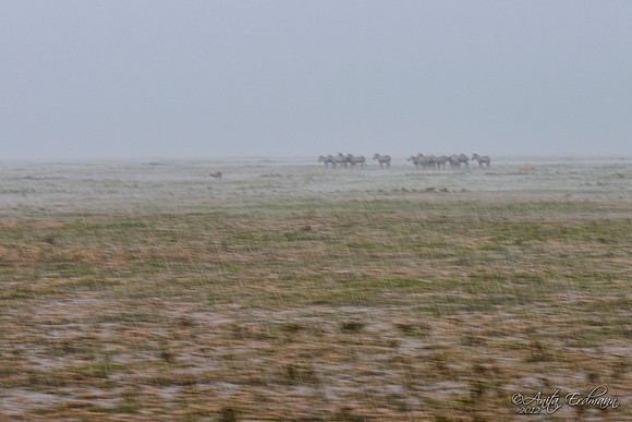 Heavy downpour near Ndutu, Tanzania.