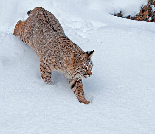 Bobcat, CA