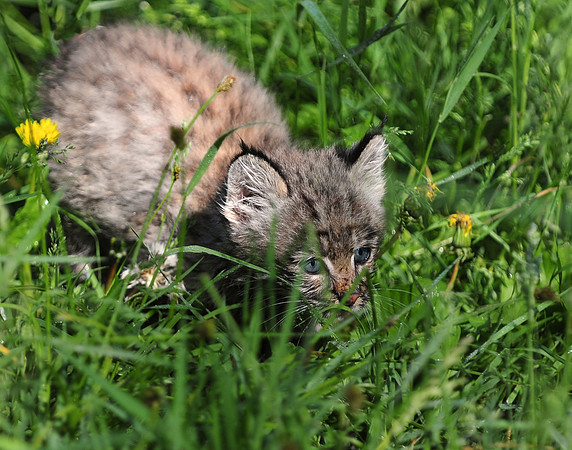 Bobcat, CA