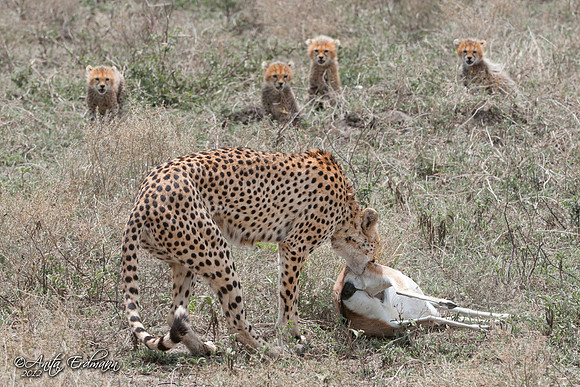 Cheetah with her kill and 4 cubs waiting patiently