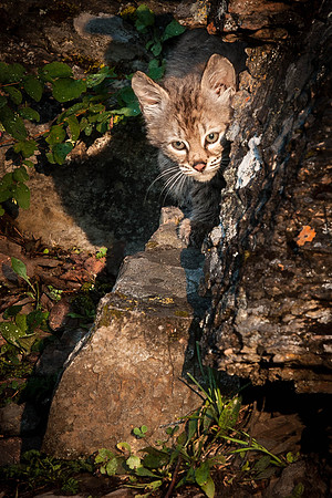 Bobcat, CA