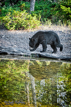 Black Bear Reflection