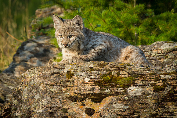Bobcat, CA