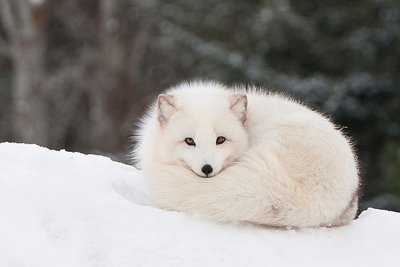 Arctic Fox.