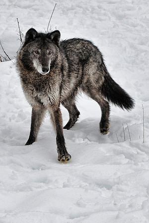 Wolf, CA